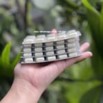 keo_cai_thuoc_la_nicorette_gum_4mg_chinh_hang_05